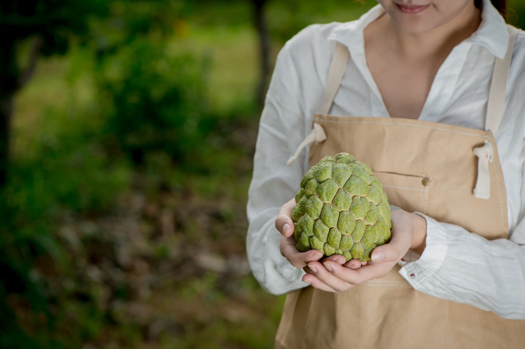 Sugar apple