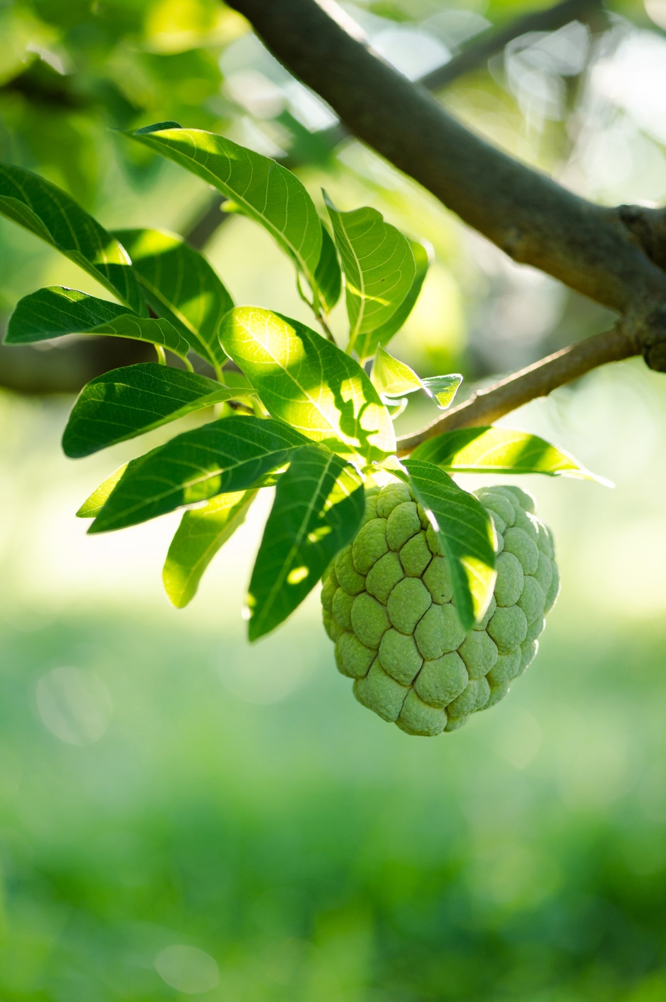 Sugar apple