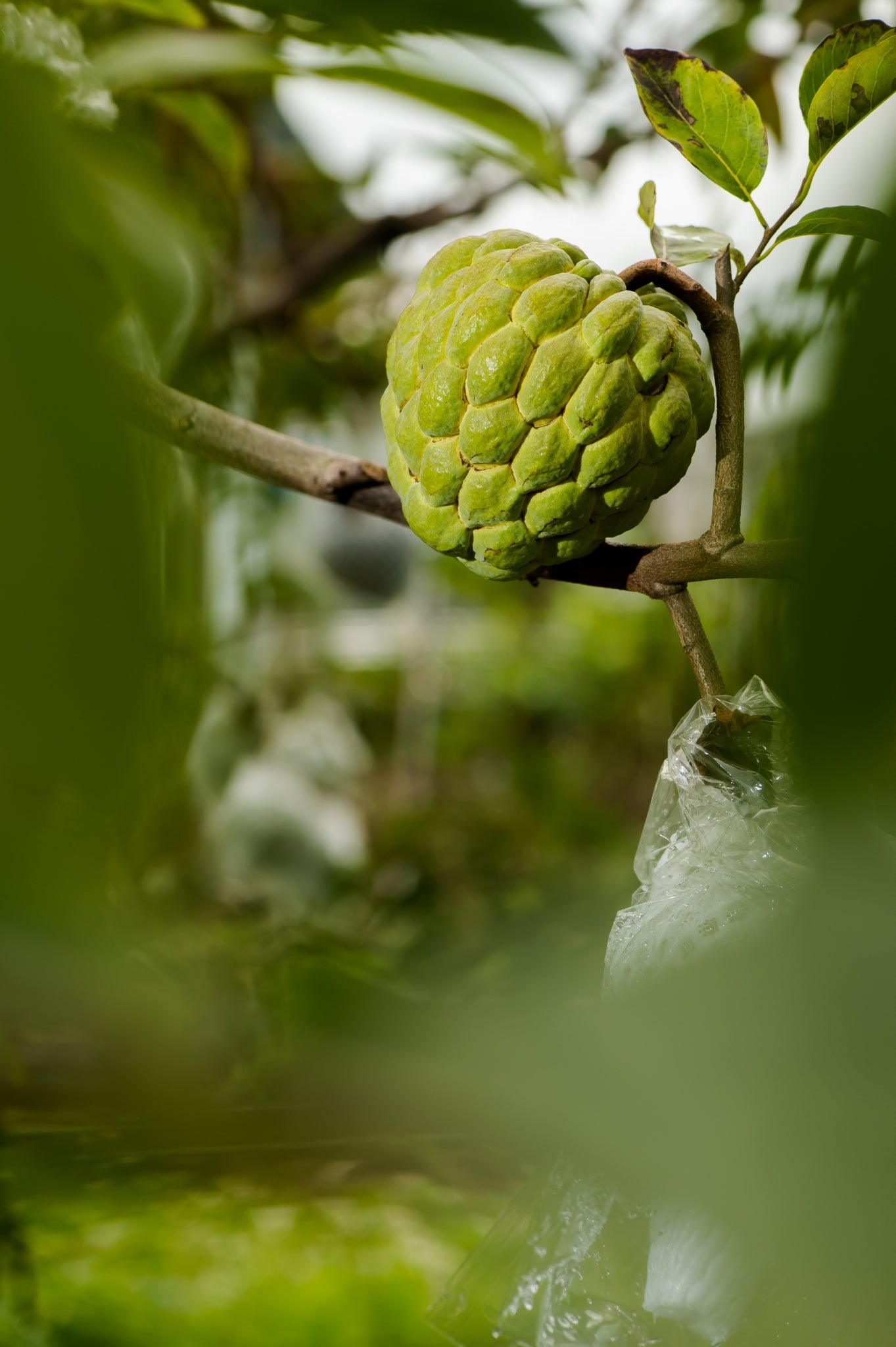 Sugar apple